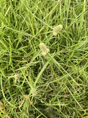 Cyperus sesquiflorus sesquiflorus