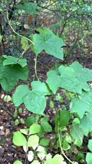 Dioscorea nipponica