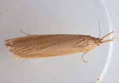 Schoenobius gigantella