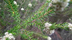 Phylica axillaris axillaris