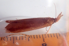 Schoenobius gigantella