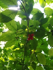 Cornus