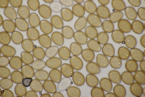 Puccinia polygoni-amphibii