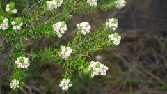 Phylica axillaris axillaris