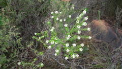 Phylica axillaris axillaris