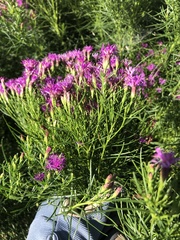Vernonia lettermannii