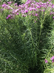 Vernonia lettermannii