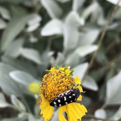 Acmaeodera gibbula