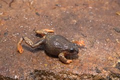 Pristimantis curtipes