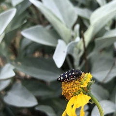 Acmaeodera gibbula