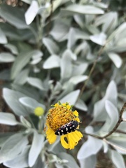 Acmaeodera gibbula