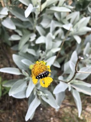 Acmaeodera gibbula