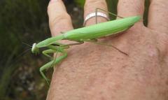 Paramantis sacra
