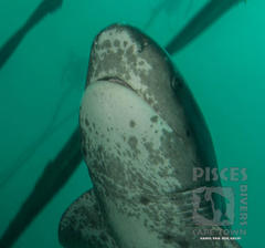 Notorynchus cepedianus