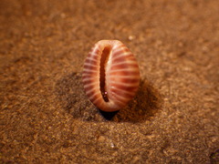 Pseudopusula californiana