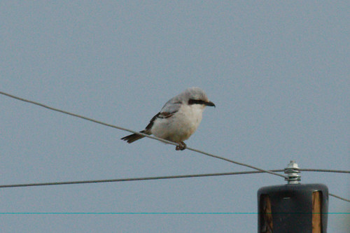Steppe Grey Shrike