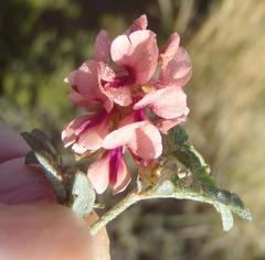 Indigofera alternans