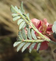 Indigofera alternans