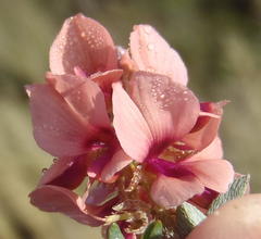 Indigofera alternans