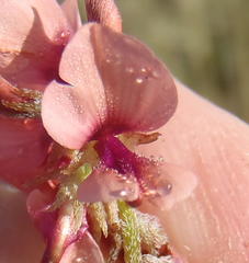 Indigofera alternans
