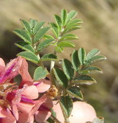 Indigofera alternans