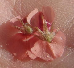 Indigofera alternans