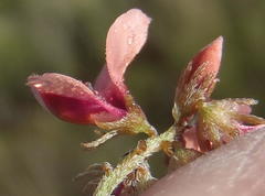 Indigofera alternans