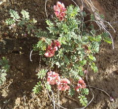 Indigofera alternans