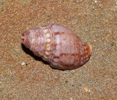 Nucella dubia