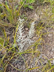 Cymbaria daurica
