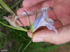 Gladiolus gracilis