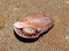 Nucella dubia