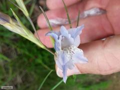 Gladiolus gracilis
