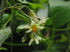 Solanum bulbocastanum