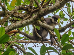 Cercopithecus ascanius schmidti