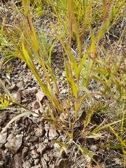 Cleistogenes kitagawae