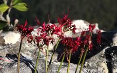Nerine sarniensis