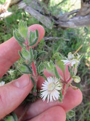 Drosanthemum hispifolium