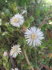 Drosanthemum hispifolium