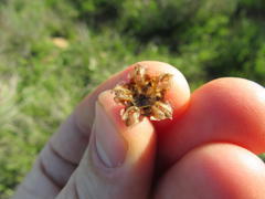 Drosanthemum hispifolium