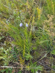 Adenophora stenanthina