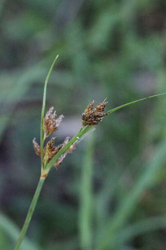 Fimbristylis leptoclada iNat (1)