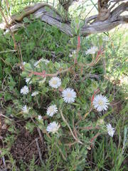 Drosanthemum hispifolium