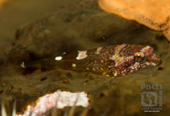 Chorisochismus dentex