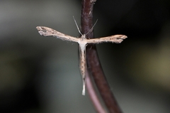 Stenoptilodes taprobanes
