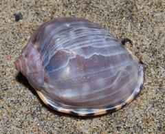 Semicassis zeylanica