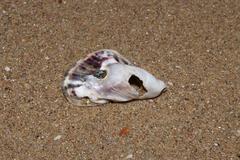 Striostrea margaritacea