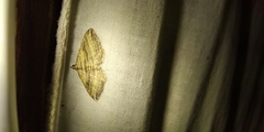 Costaconvexa polygrammata