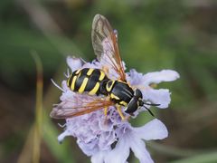 Chrysotoxum elegans