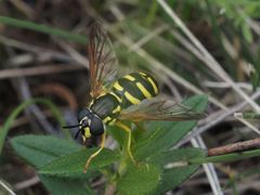 Chrysotoxum elegans